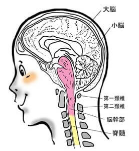脳と首の仕組み