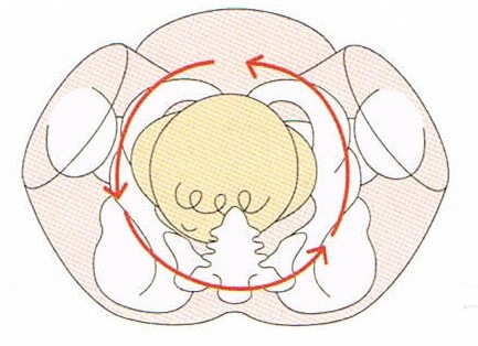 マタニティ整体 西宮市 30代 女性 主婦 妊婦さんの骨盤ケアを行い スピード出産 安産で産後も問題なく元気に過ごしております 西宮市にある首専門の整体 カイロ カイロプラクティック ステーション ありがとう